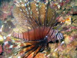 Turkey Lionfish. Fiji. by Lisa Lappe 